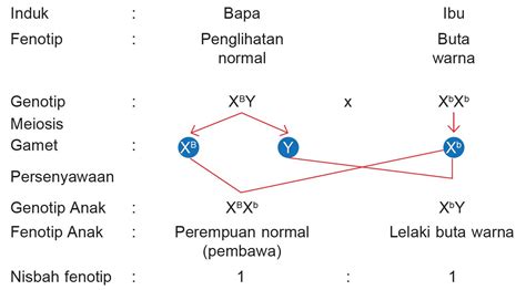 Jawapan Praktis Sumatif Biologi Tingkatan 5 Kssm Image